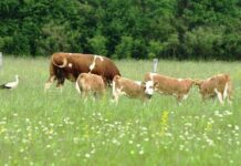 Uskoro kreće isplata prve rate potpora