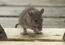 Uskoro počinje proljetna sustavna deratizacija na području Općine Rešetari