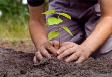 Uprava šuma Nova Gradiška i ove zime provodi pošumljavanje
