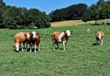 Objavljen Pravilnik o provedbi Programa potpore primarnim poljoprivrednim proizvođačima zbog otežanih uvjeta poslovanja uzrokovanih pandemijom bolesti COVID-19