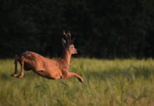 Potpisan Ugovor za izradu Programa zaštite divljači za površine izvan lovišta na području Općine Rešetari