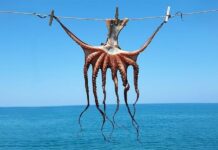 Novogradiška hobotnica prijeti skoro kao mafija