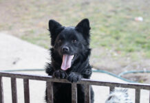 Novogradiške njuške: Ovi psi traže novi dom, pružite im priliku!