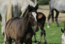 8,7 milijuna kuna za uzgoj toplokrvnih pasmina konja i očuvanje izvornih i ugroženih pasmina domaćih životinja