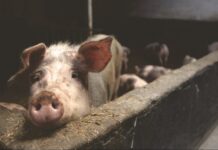 Europska komisija odobrila 3 milijuna kuna vrijedan program potpore proizvođačima tovnih svinja