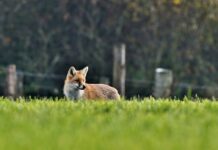 Počinje proljetna akcija oralne vakcinacije lisica