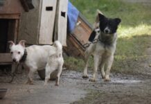 Za Hrvatsku bez pasa na lancu