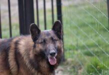 Novogradiške njuške trebaju vašu pomoć!