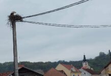 Iz pera fra Vjenceslava Janjića: Došle nam rode, bit će djece