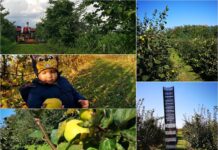 Ivana i Matija Panić najveći su proizvođači dunja u Hrvatskoj