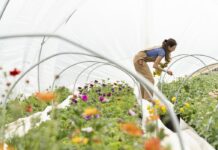 Pola milijuna kuna za poljoprivrednike u Općini SPS: Otvoren javni poziv za potporu za ulaganja, prijavite se!