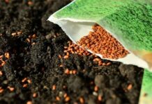 Ograničavanje uporabe sjemena tretiranog sredstvima za zaštitu bilja koja sadržavaju aktivnu tvar metalaksil-M na tržištu Republike Hrvatske