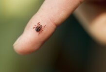 Kako se vadi krpelj? Ovo je pravilna metoda odstranjivanja kod ljudi i životinja