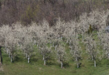Proglašena elementarna nepogoda za područje općine Cernik: Evo kako prijaviti štetu