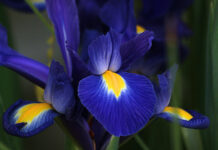 Nova Gradiška: Sutra obilježavanje Dana plavog irisa