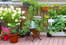 Razmišljate o povrtnjaku na balkonu? Ove kulture možete posaditi već danas