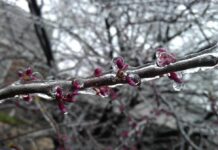 U Gradu Nova Gradiška možete prijaviti štetu od elementarne nepogode izazvane mrazom