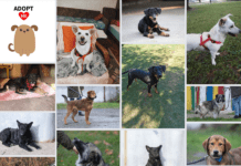 Novogradiške njuške: Ovi psi traže novi dom, pružite im priliku!