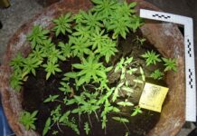 U Davoru pronađen kanabis; u Novoj Gradiški mladi vozač isključen iz prometa