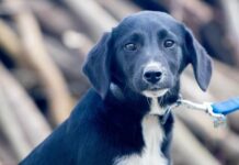 Novogradiške njuške: Ovi psi traže novi dom, pružite im priliku!