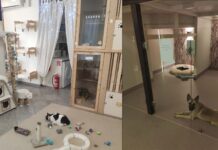 Godišnji odmori – kome ostaviti psa ili mačku