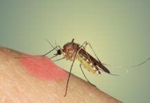 Evo kako efikasno smanjiti svrbež nakon ugriza kukaca