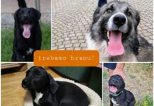 Novogradiške njuške: Zalihe hrane su dosegle dno vreće