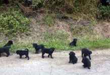 Priča koja vraća nadu: Deset dobrih ljudi