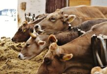 Dodatnih 220 milijuna kuna potpora za stočare, uz brojne druge mehanizme potpore