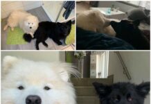 Danas je Međunarodni dan pasa: Njihova čista i bezuvjetna ljubav je najbolji dokaz prijateljstva