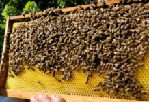 Pravilnik za Program potpore pčelarima vrijedan 3 milijuna kuna u e-savjetovanju