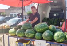 Lubenice iz Nove Gradiške odlične kvalitete: OPG Tworek proizvodi 30 tona