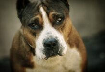 Prijatelji životinja reagiraju na novi slučaj napada pasa i podržavaju preventivne zakonske mjere