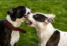 Psi se kastracijom i socijalizacijom štite, a ne stigmatiziraju