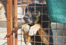 Danas je Međunarodni dan životinja: Udomljavanje je društveno odgovorno ponašanje!