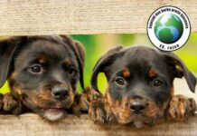 Veliki uspjeh veterinara, Hrvatska je zemlja bez bjesnoće