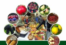 “Sačuvajmo stare sorte Cernik 2021“: U subotu Dani cerničkog portugisca i razmjena plemki