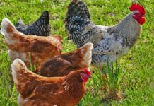 Pomoć peradarstvu u vrijedanosti 20 milijuna kuna