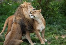 Kod lavova u ZOO Zagreb potvrđen COVID 19