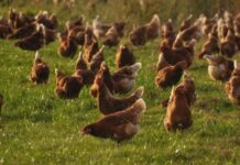 Potvrđena ptičja gripa u Sisačko moslavačkoj županiji