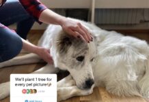 “Posadit ćemo jedno stablo za svaku fotku ljubimca”: Evo tko stoji iza viralnog trenda na Instagramu