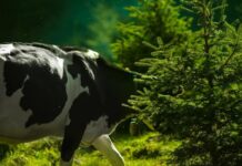 Isplaćeno gotovo 100 milijuna kuna stočarima