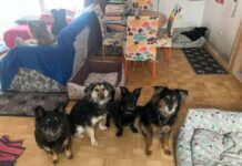 NG njuške: Sudbina napuštenih životinja najviše ovisi o dobroj volji volontera