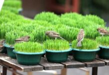 Danas se sije božićna pšenica; Ovaj običaj vezan je za Svetu obitelj