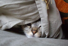 Od jučer dopuštena uporaba pirotehnike, no ne i petardi i redenika