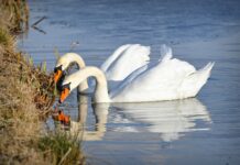 Influenca ptica potvrđena kod divljih ptica u Zagrebačkoj, Istarskoj i Vukovarsko-srijemskoj županiji