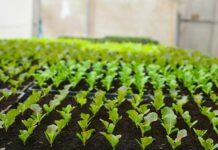 Stupanje na snagu novog Pravilnika o upisu u upisnike dobavljača, laboratorija i uzorkivača poljoprivrednog reprodukcijskog materijala