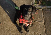 Gori im pod šapicama: Ovi psi traže novi dom, pružite im priliku!