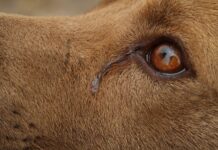 Udruga Prijatelji životinja: Inspekciji je u redu pas na lancu s tumorom