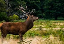 4 milijuna kuna za police osiguranja za štetu od divljači na poljoprivrednim usjevima